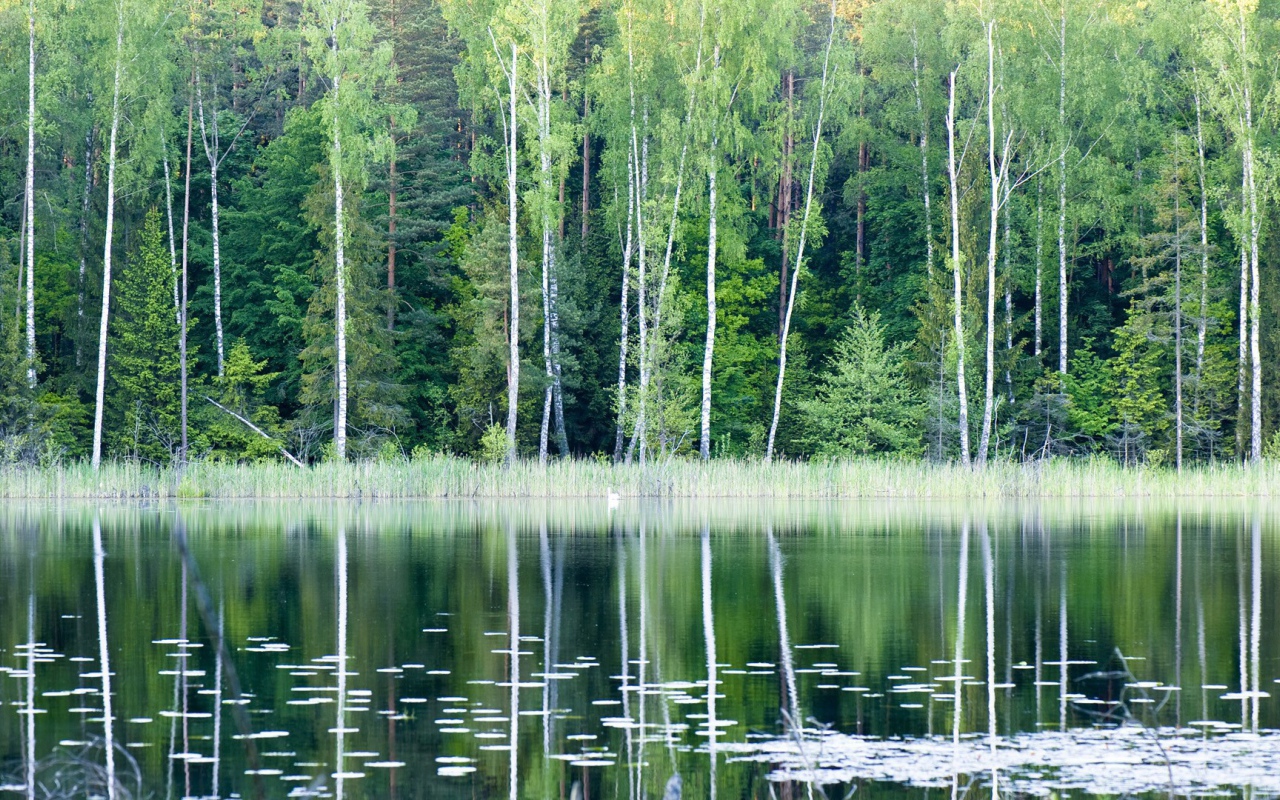 Лесное озеро в Польше