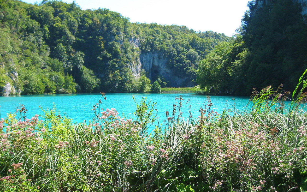 Трава на берегу озера
