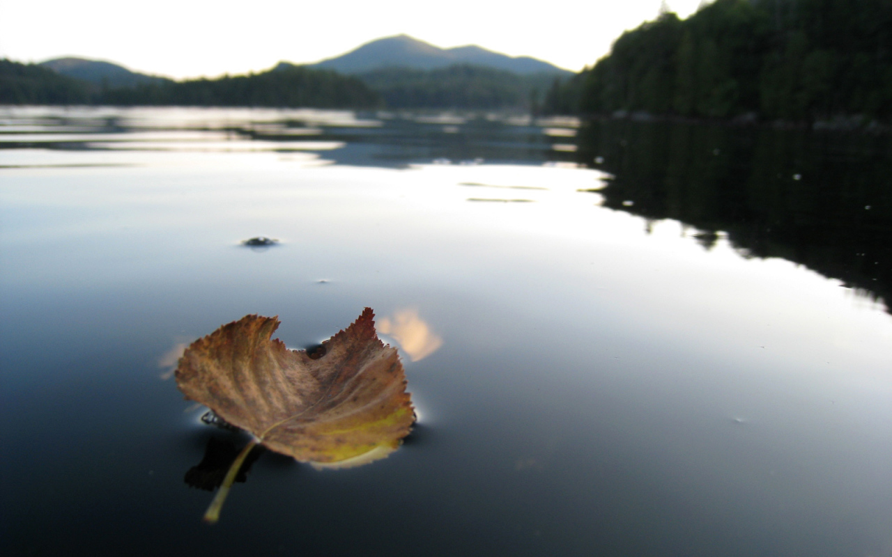 Листок на горном озере