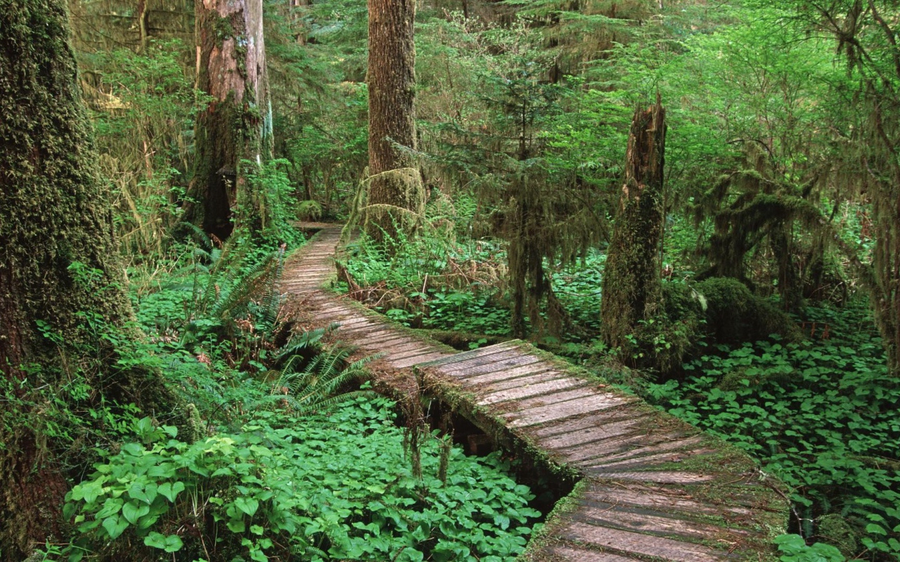 Дорога через болото