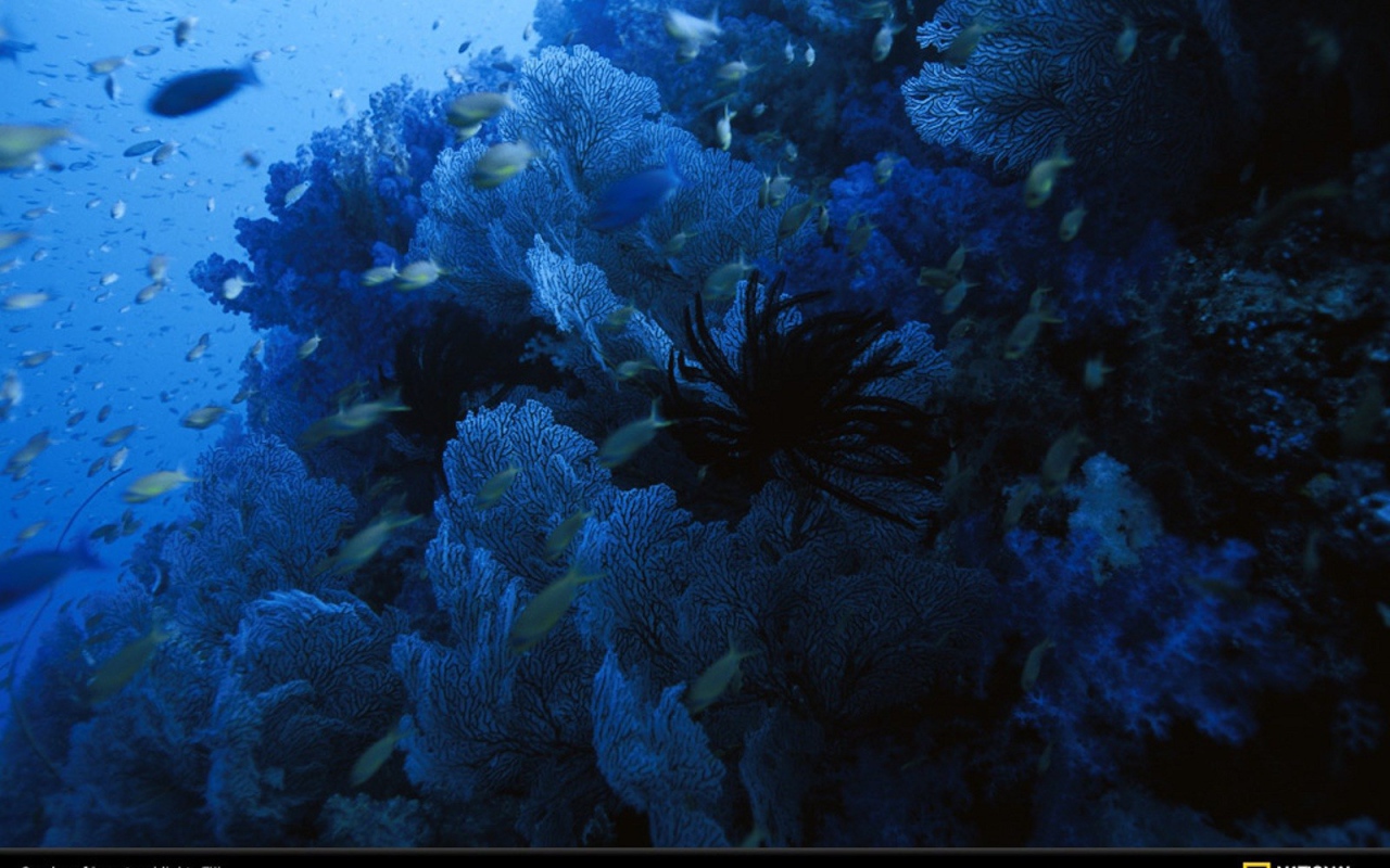 Голубое подводное царство