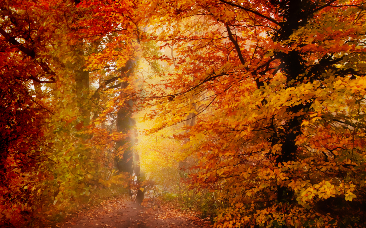 Quiet trail in autumn forest