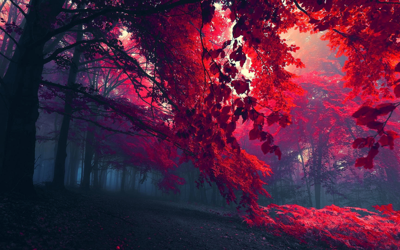 Красные листья и туман