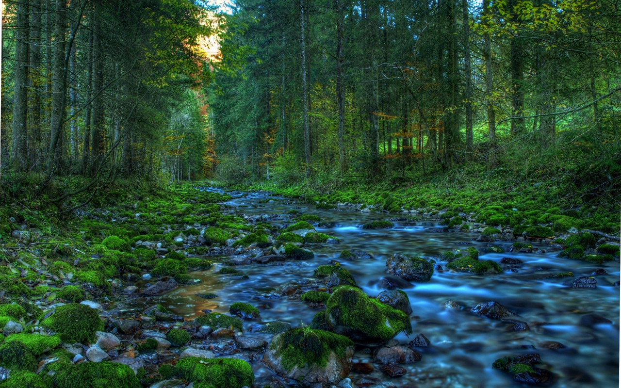 Весенний ручей в лесу