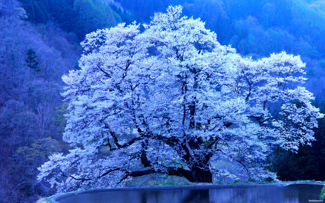 Весеннее дерево в снегу