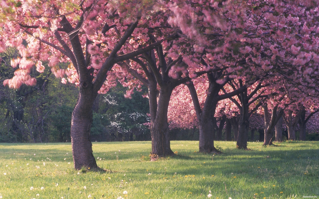 Деревья в весеннем цвете