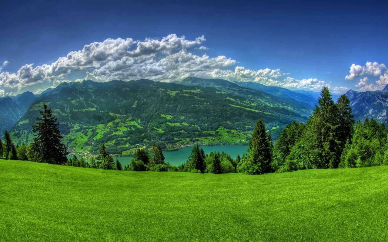 Coniferous forest in summer