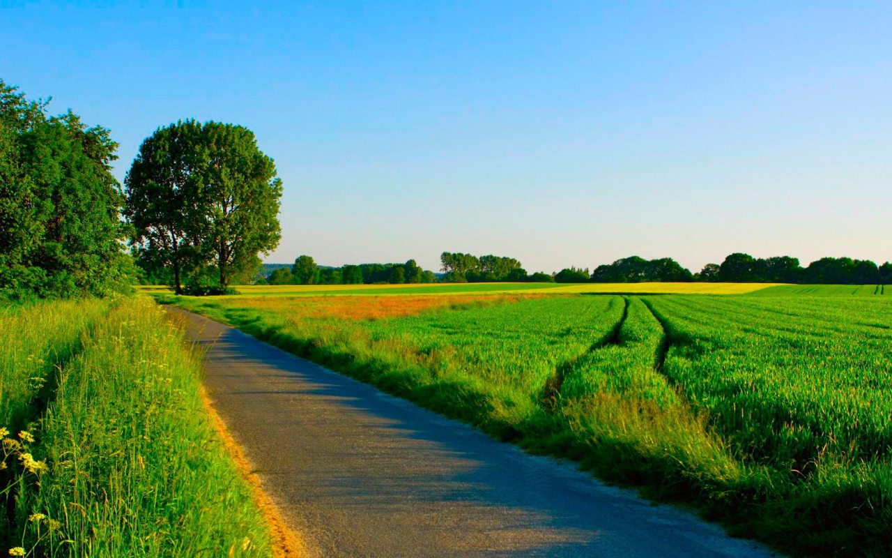 Summer road among manicured fields