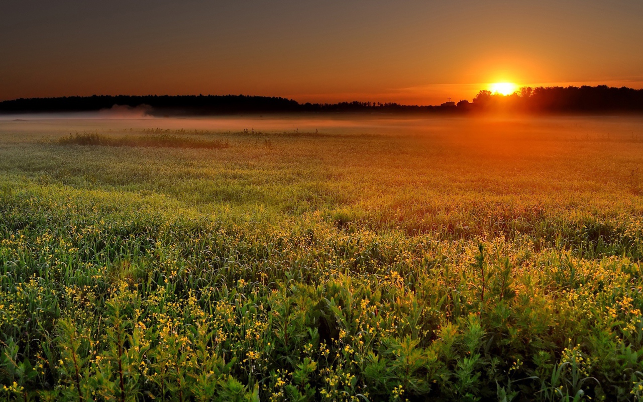 Солнце садится за лес