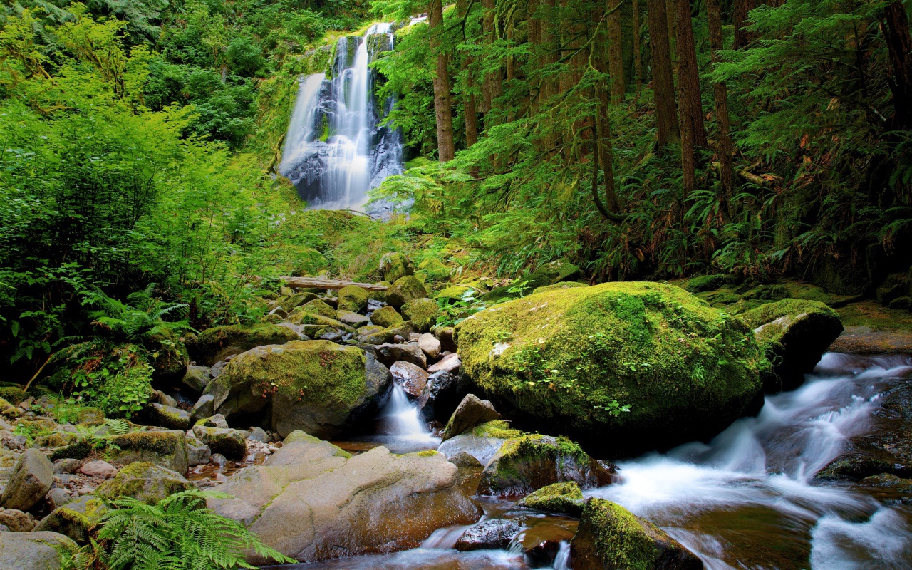 Водопад в густом лесу