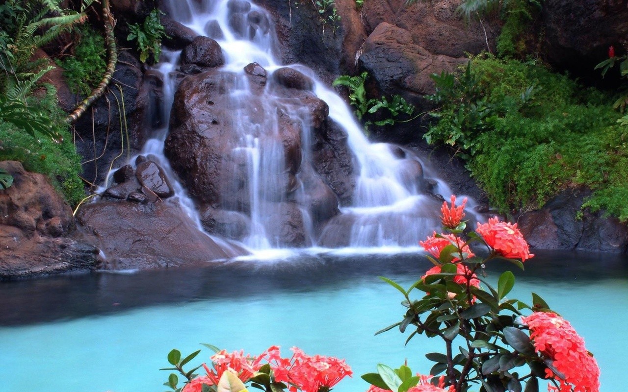 Красные цветы на фоне водопада