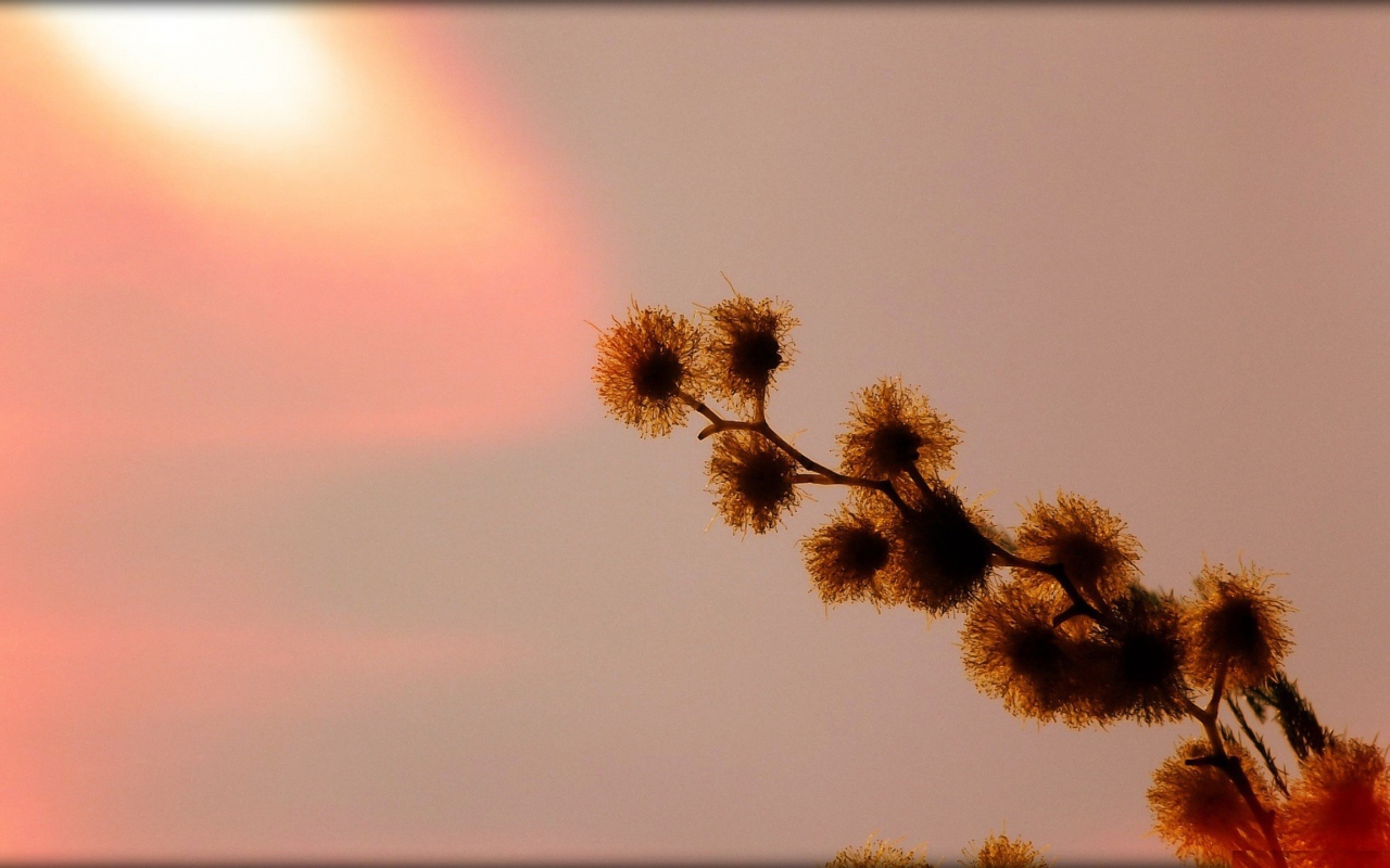 Абстрактная ветка растения