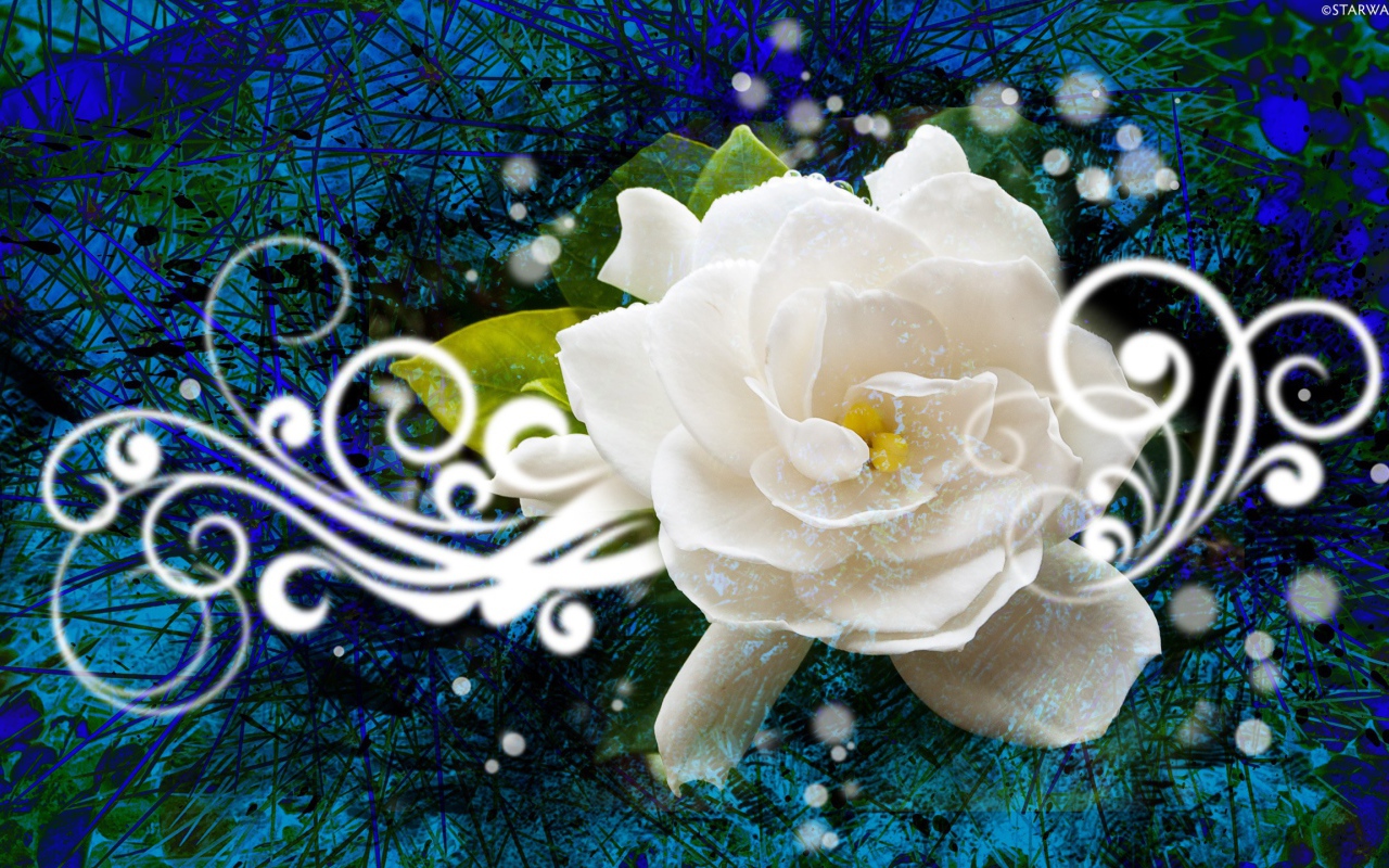 Абстракция с белой розой