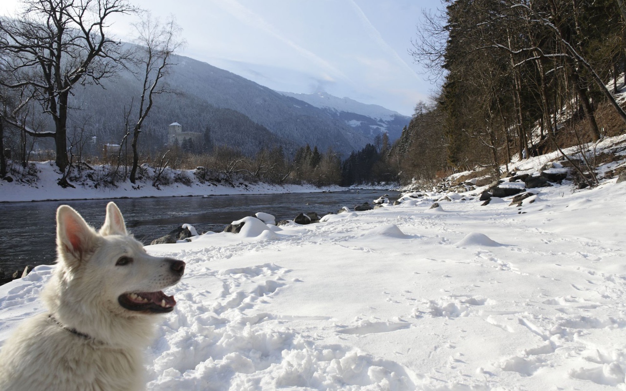 Собака на  берегу реки на курорте Лиенц, Австрия