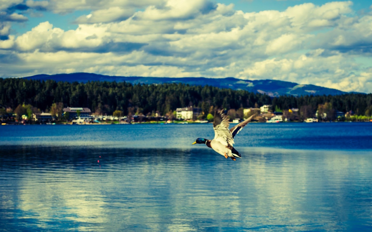 Утка над озером Клопайнер Зее, Австрия