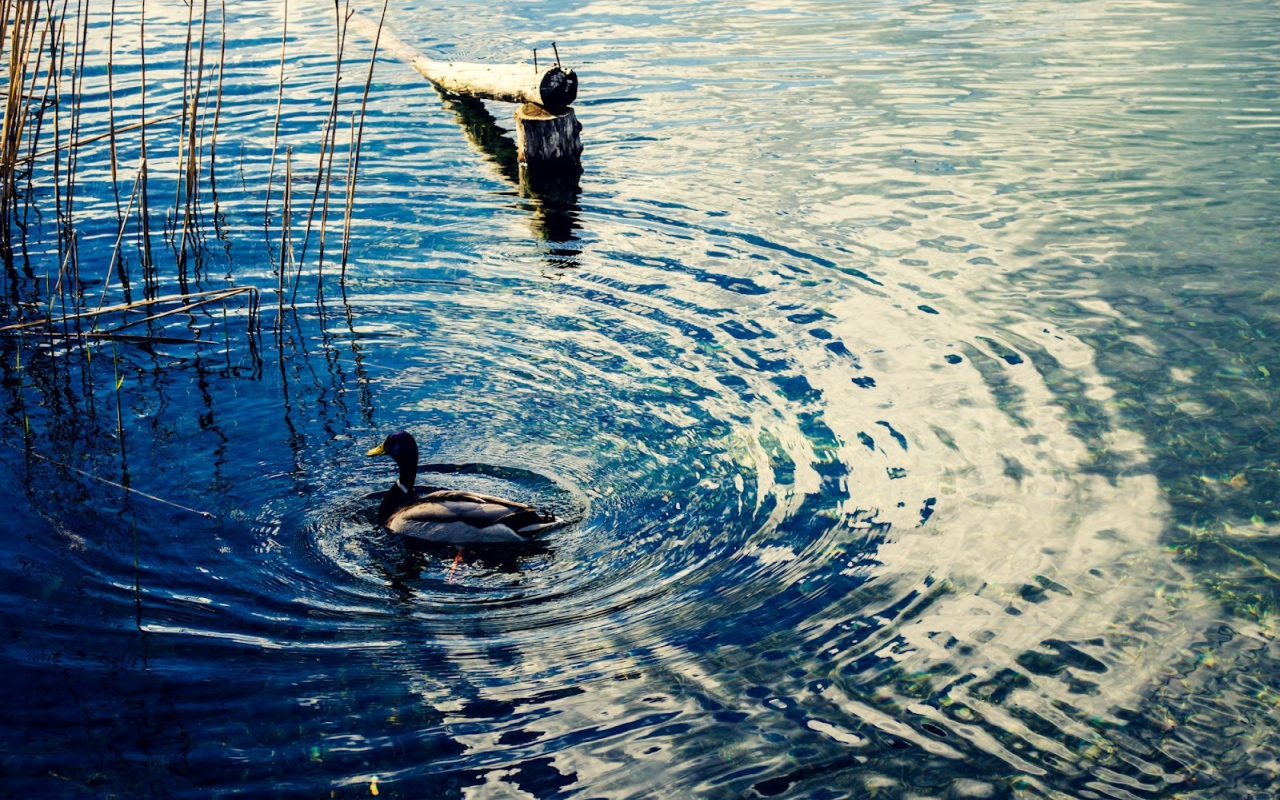 Утка на воде озера Клопайнер Зее, Австрия