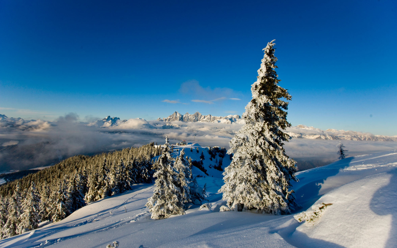 Заснеженная ель на горнолыжном курорте Шладминг, Австрия