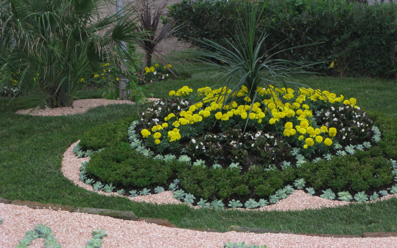 Желтые цветы на курорте Баден, Австрия