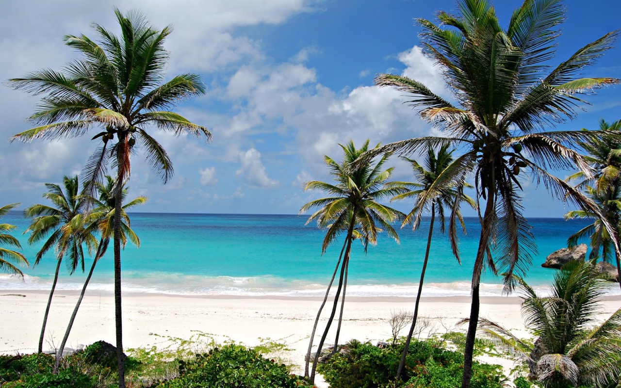 Пальмы на пляже в Барбадосе