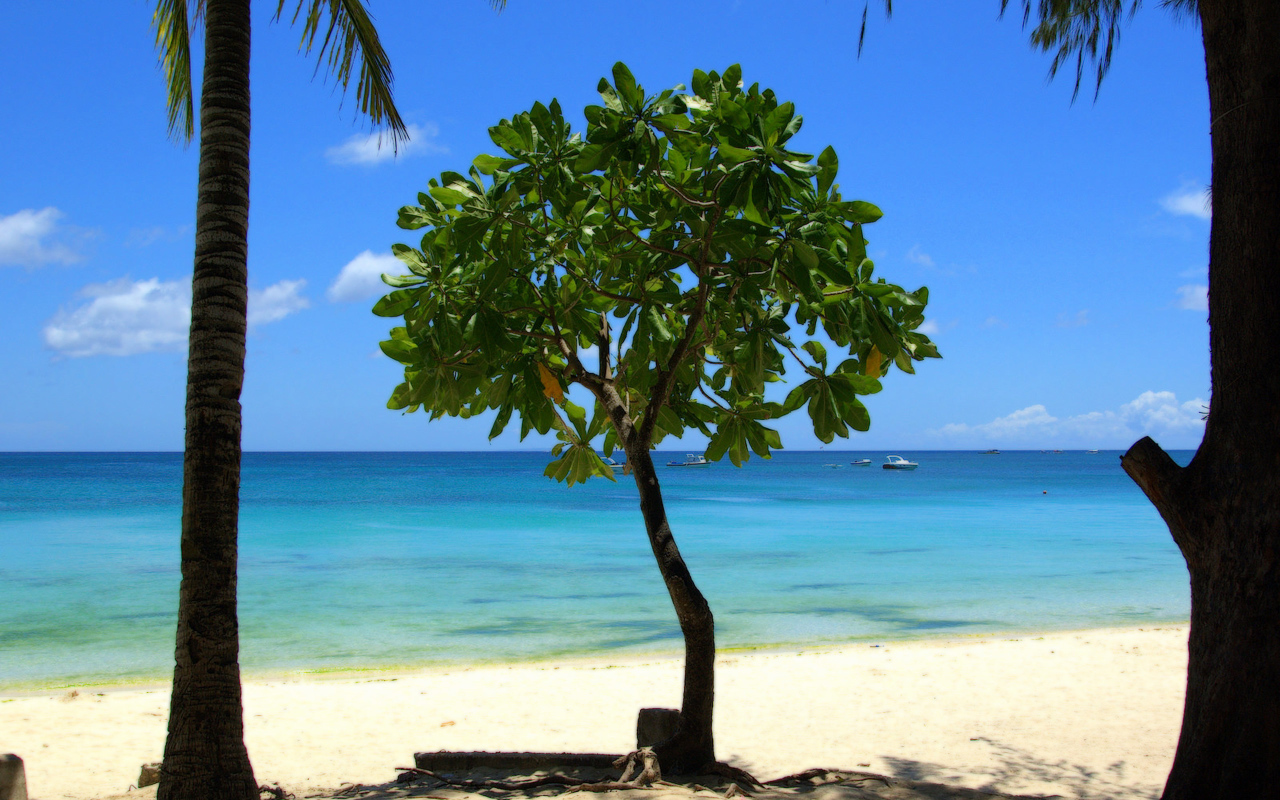 Дерево в Барбадосе