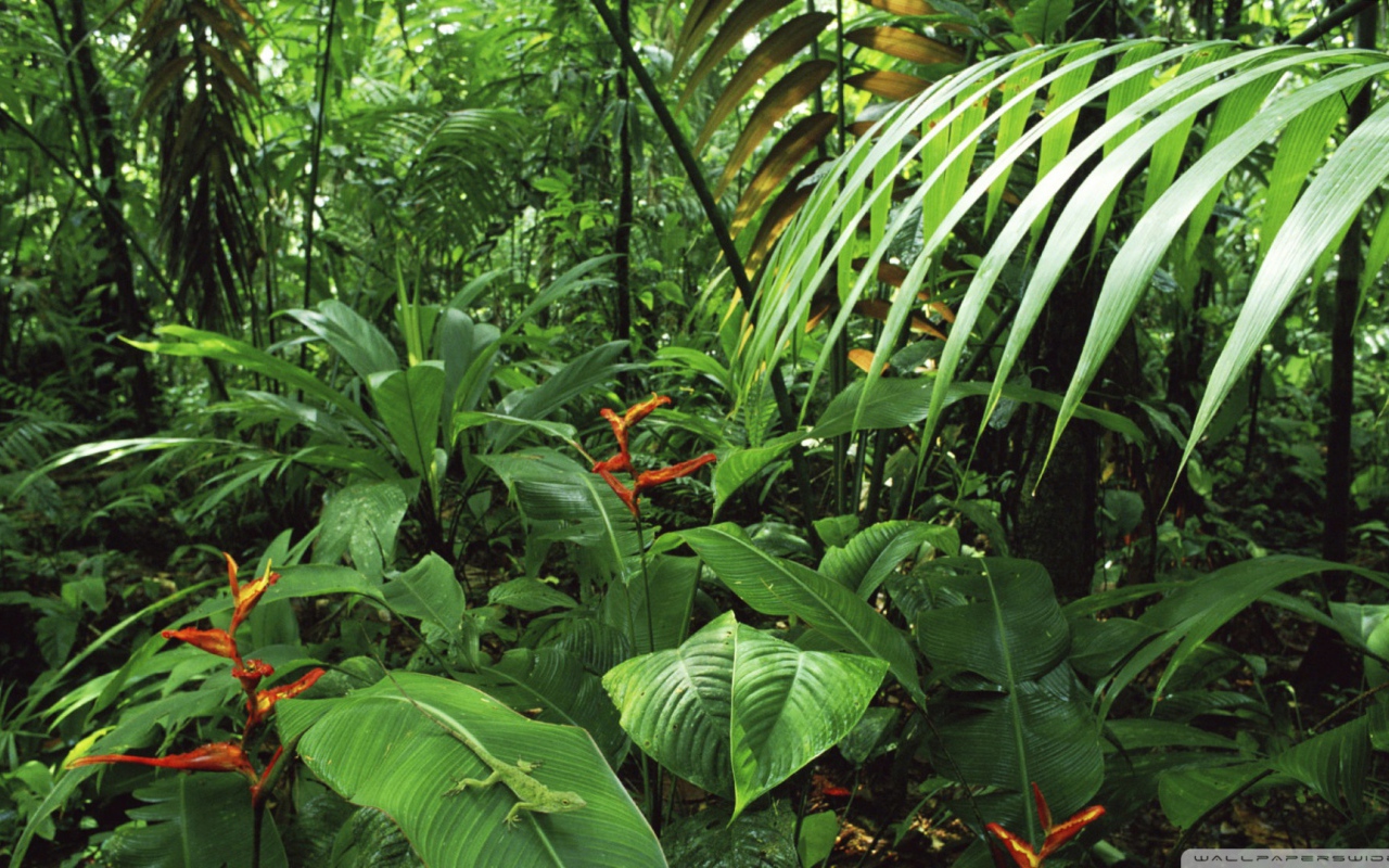 Дождевой лес Коста-Рика