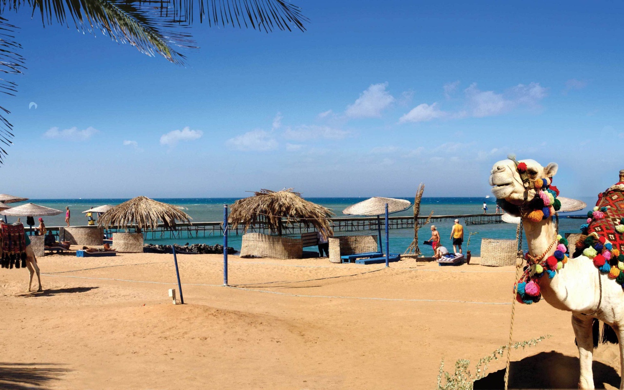 Верблюд на пляже на курорте Эль Гуна, Египет