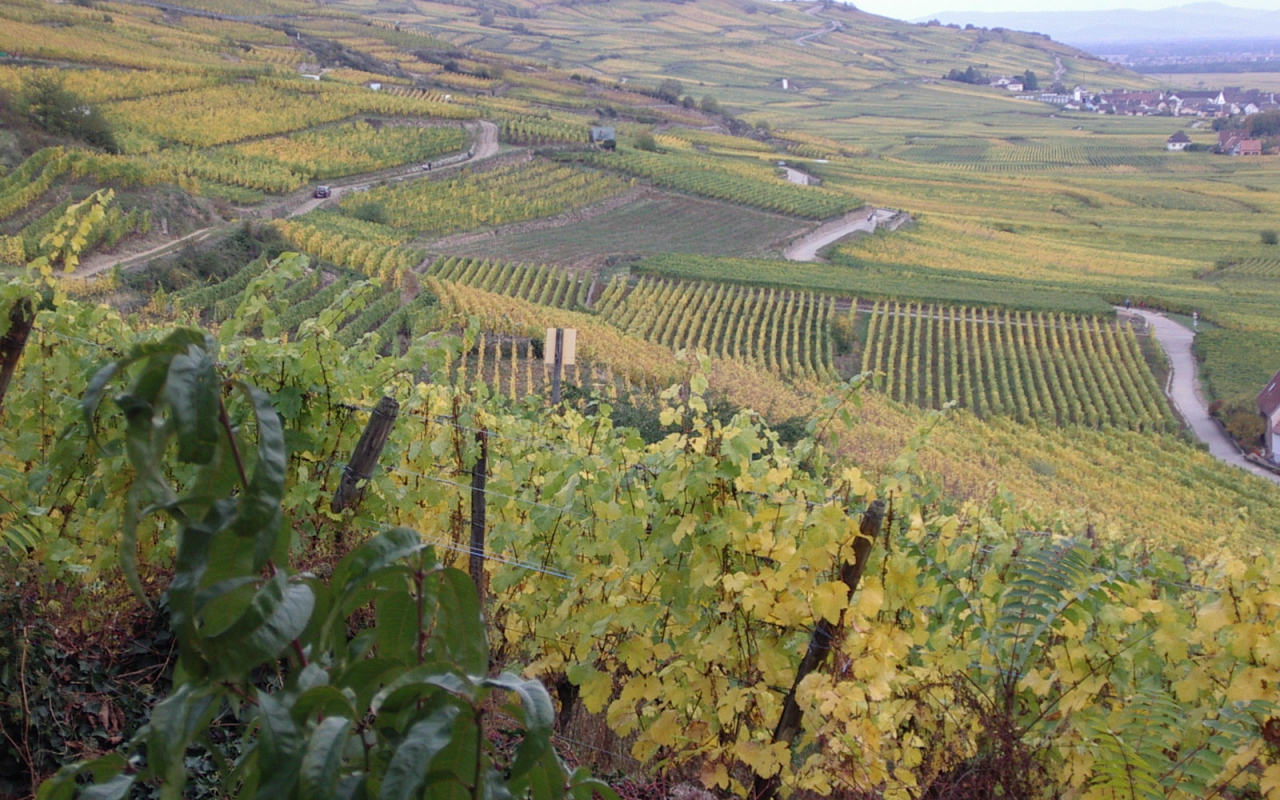 Бескрайние виноградники в Эльзасе, Франция