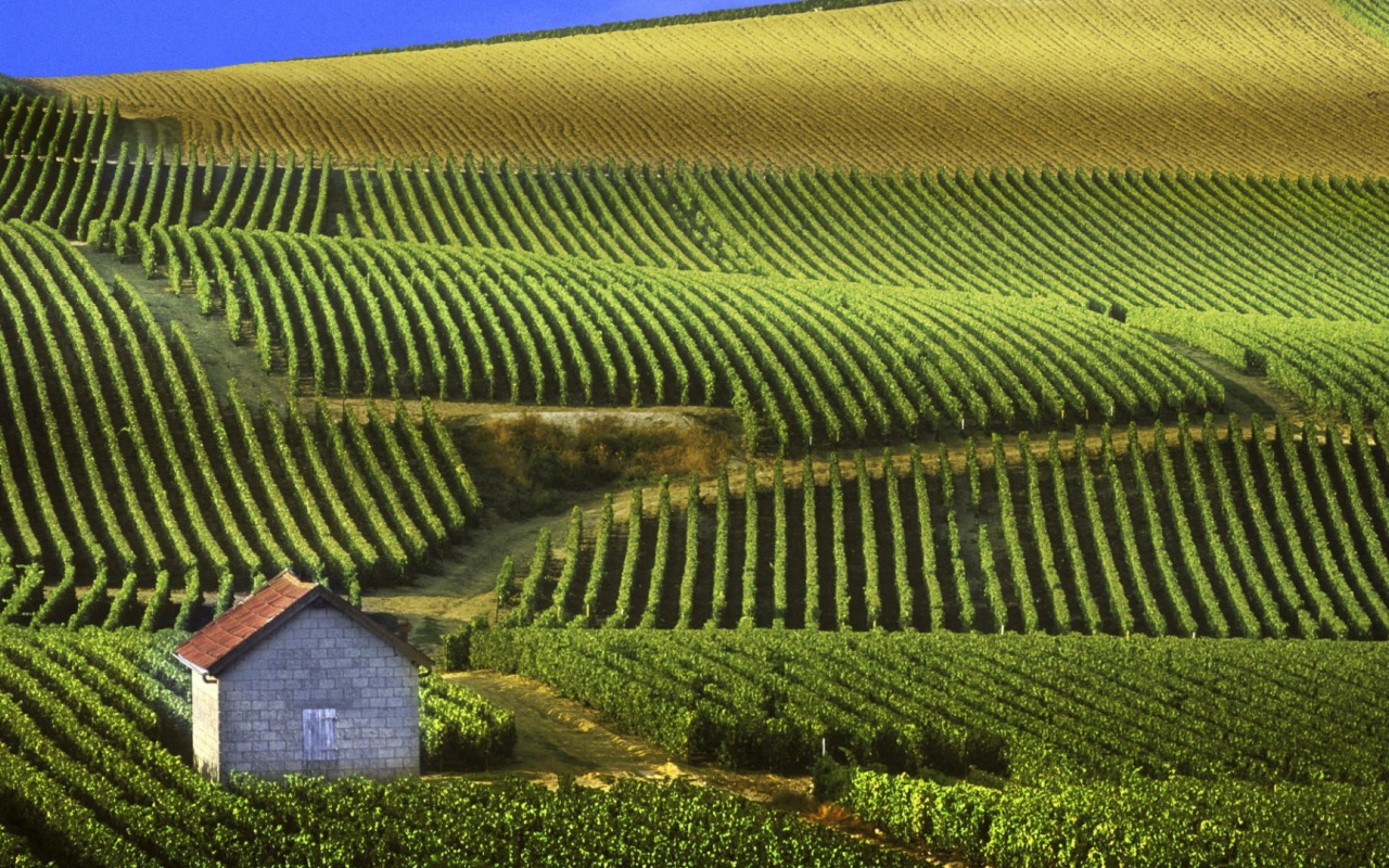 Бескрайние виноградники в провинции Шампань, Франция