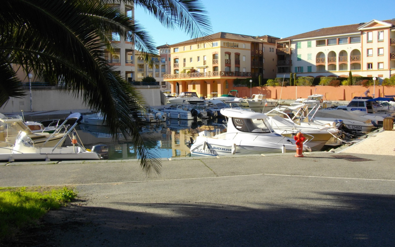 Пальма в порту на курорте Порт Де Фрежюс, Франция