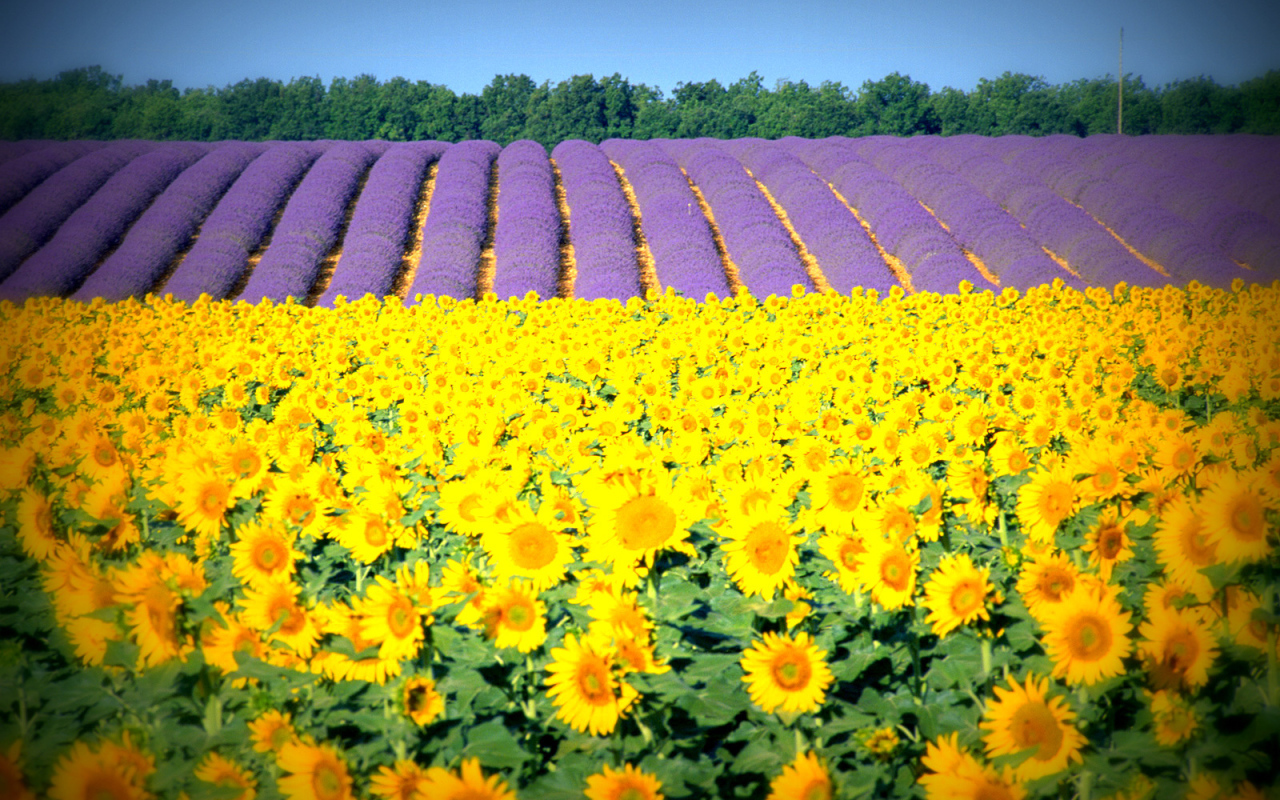 Подсолнухи в Провансе, Франция