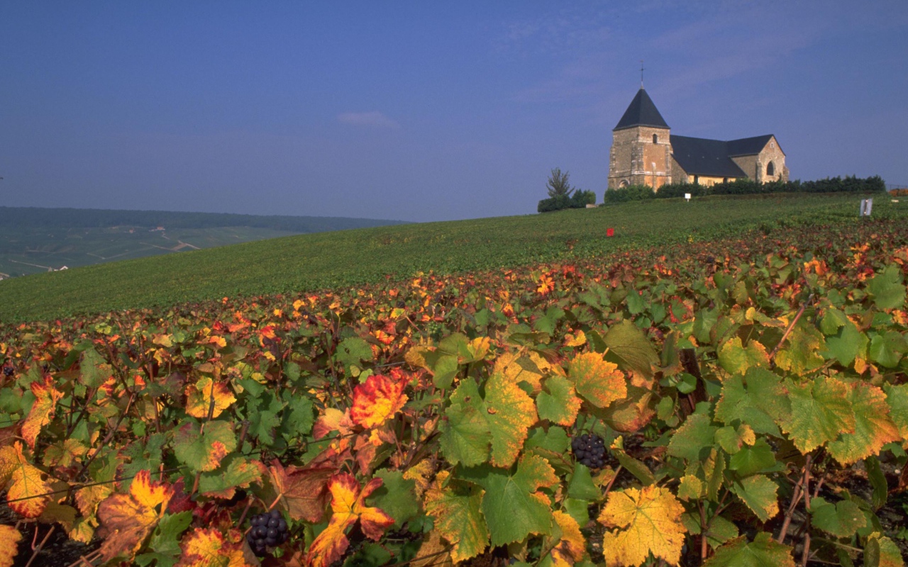 Виноградник в провинции Шампань, Франция