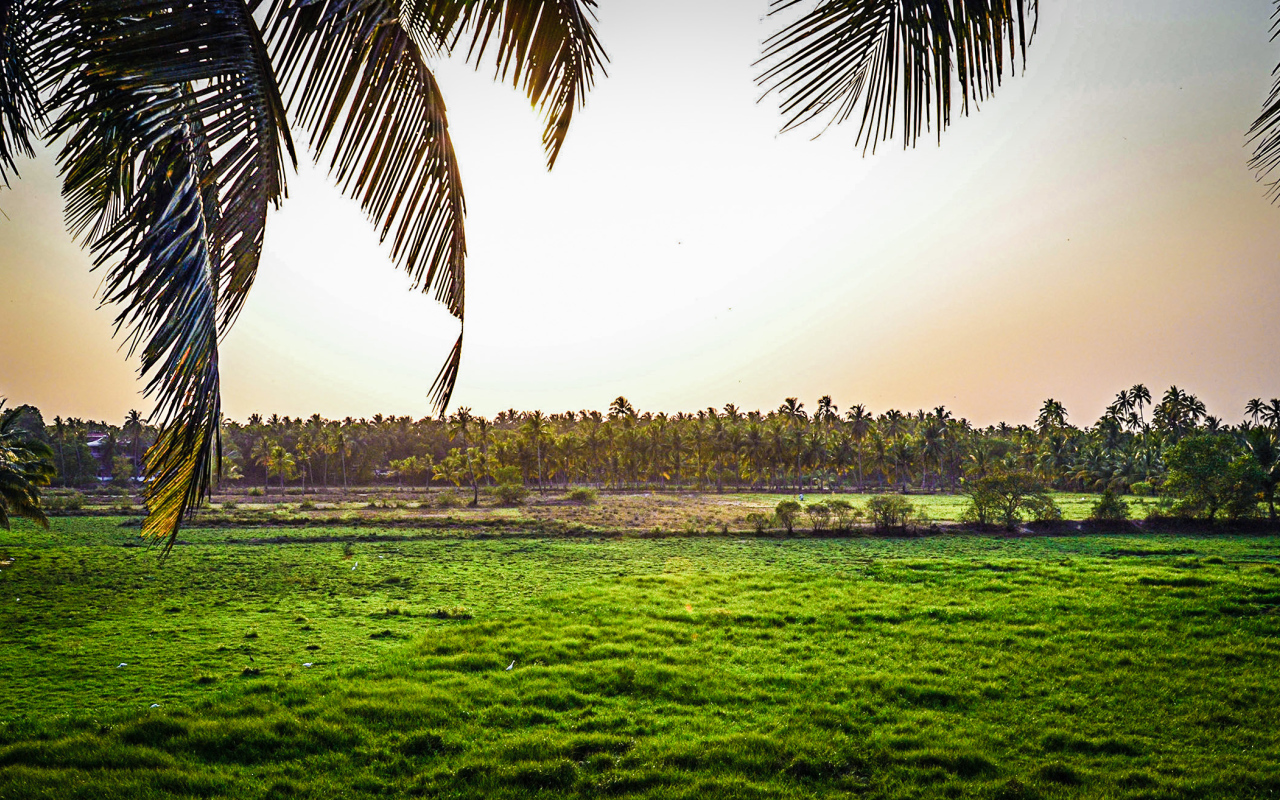 Поля на Гоа