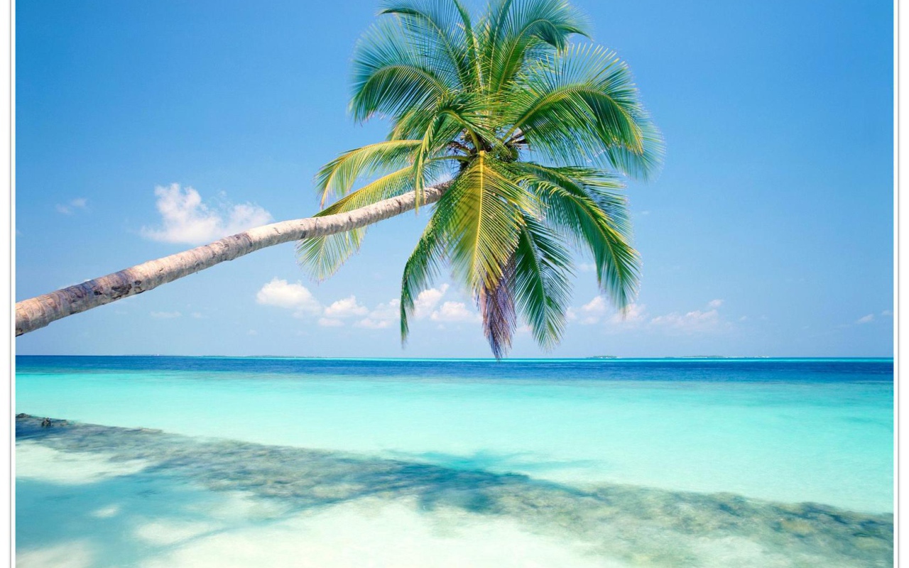 Пальмы в Гоа