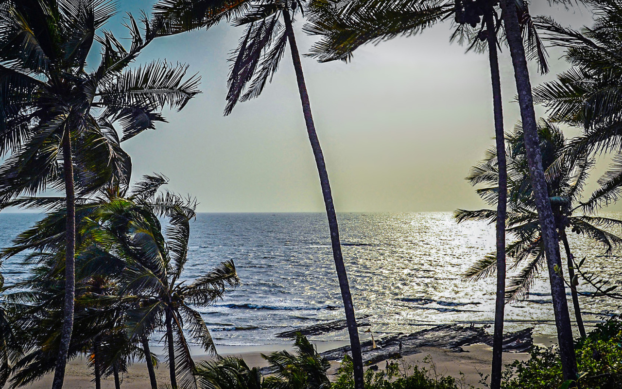 Пальмы на пляжах в Гоа