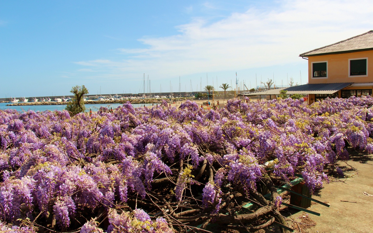 Цветы на пляже в Сан Ремо, Италия