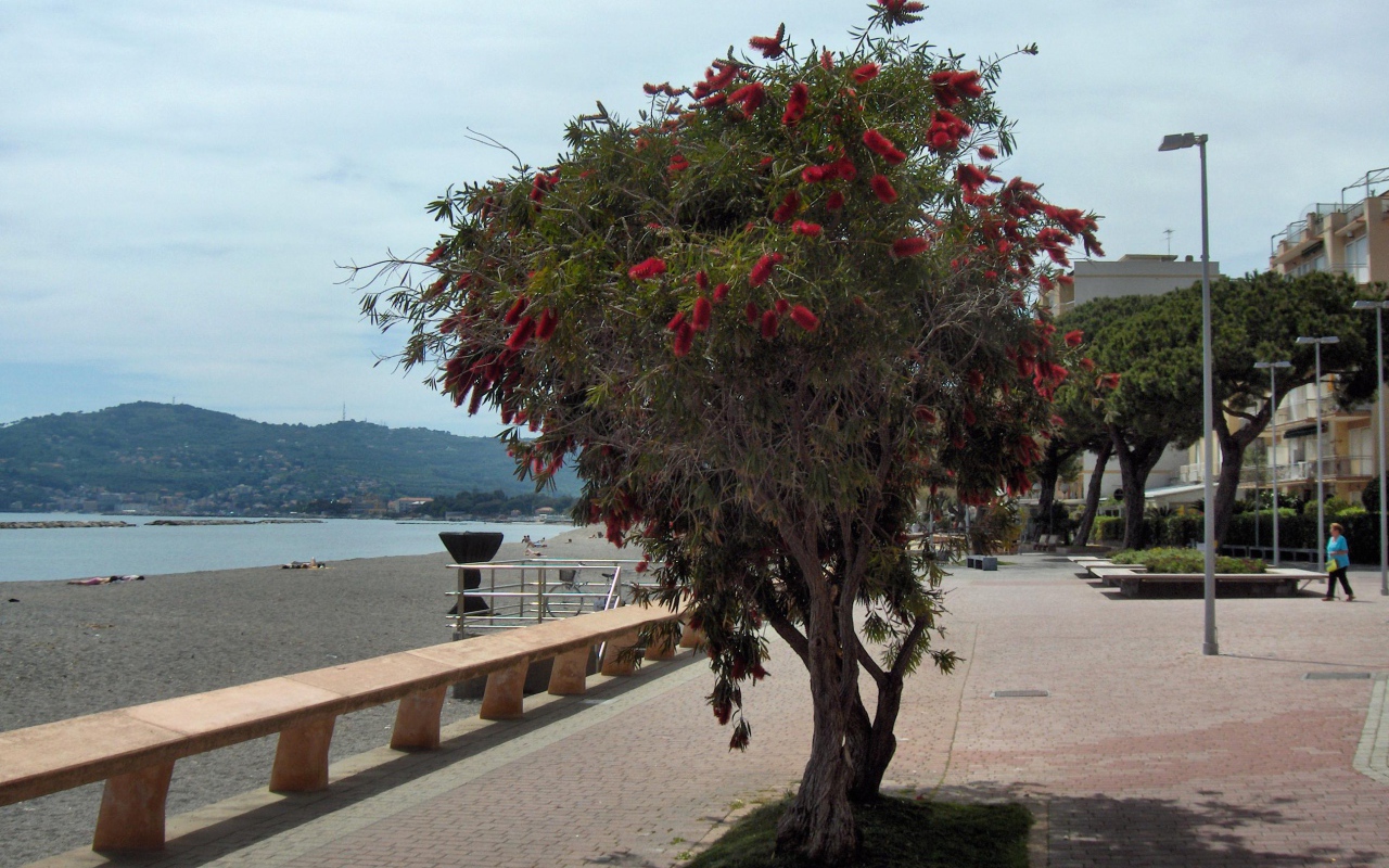 Дерево на пляже на курорте Сан Бартоломео Аль Маре, Италия