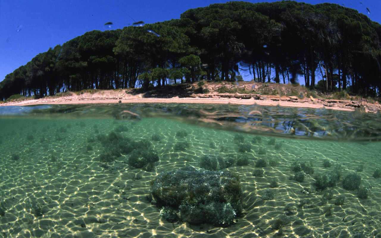 Деревья на берегу на острове Сардиния, Италия