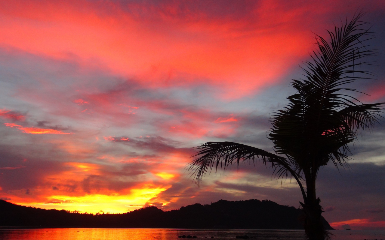 Пальма на фоне заката на острове Панган, Таиланд
