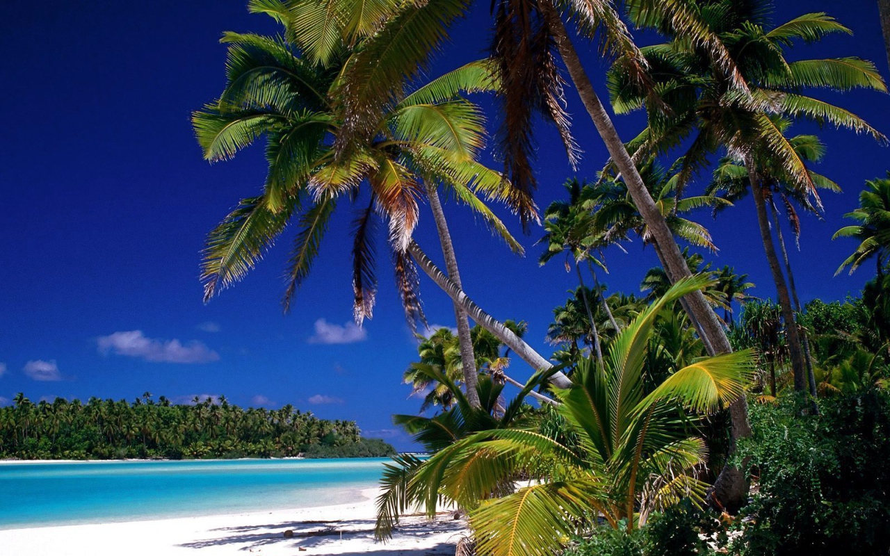 Пальмы на берегу на острове Тао, Таиланд