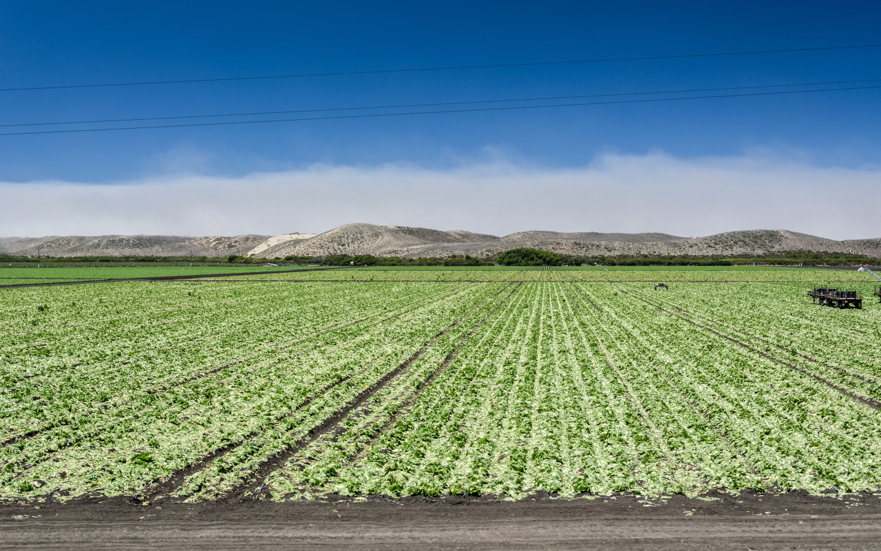 Между Монтерей и Санта-Крус, штат Калифорния, США