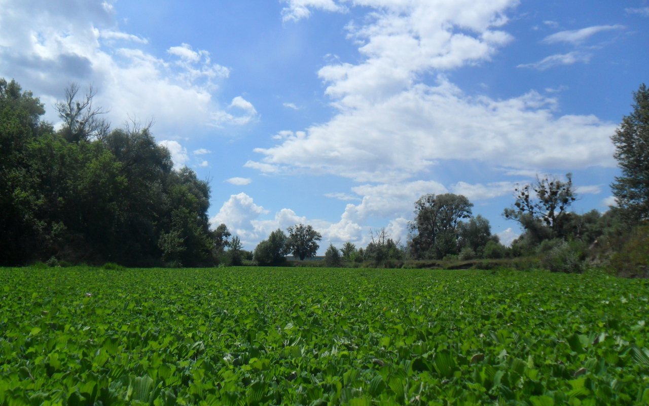 Поляны Харькова