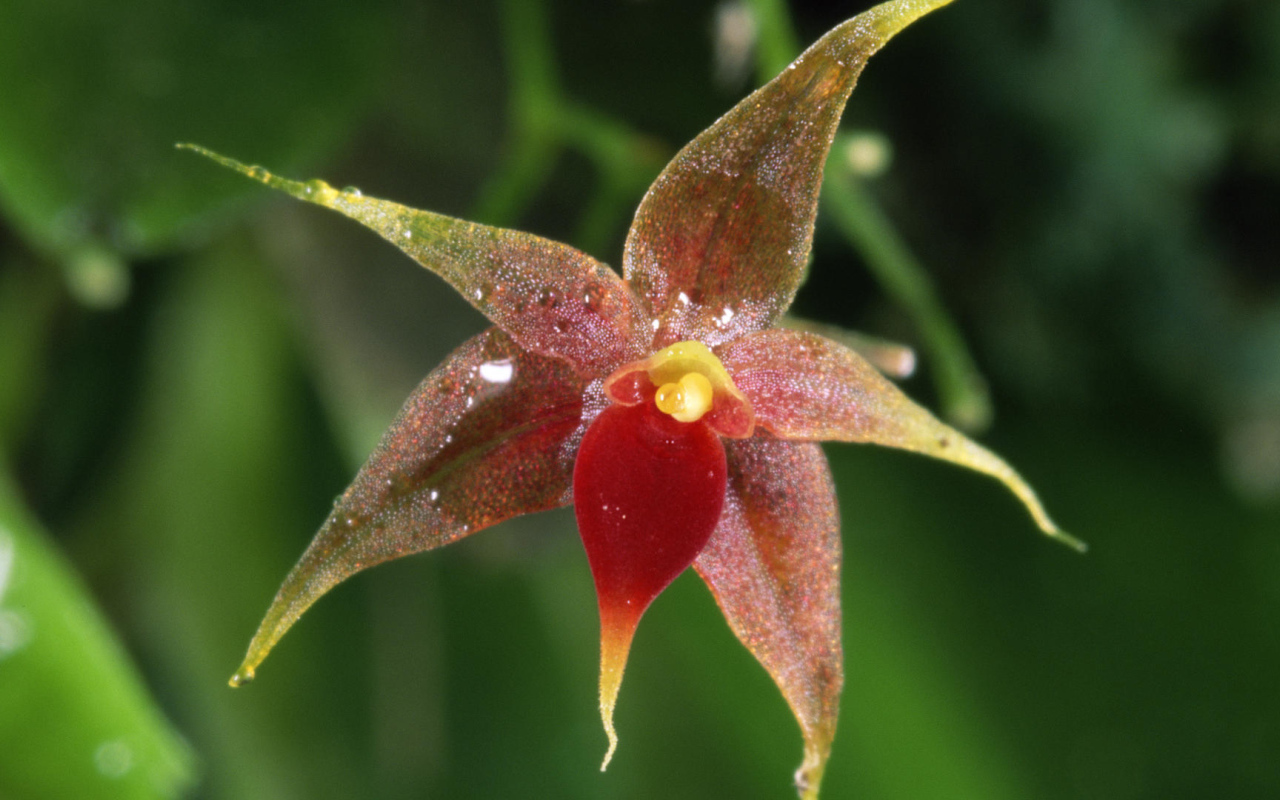 Орхидея в Коста-Рика