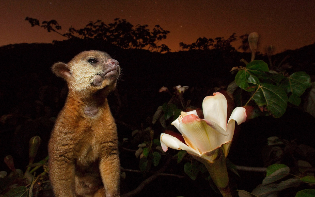 Великолепное Панама