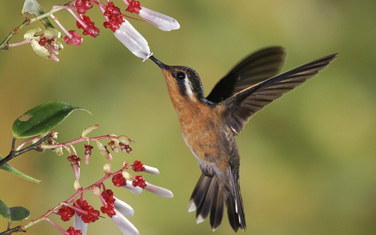 Восхитительное Коста-Рика