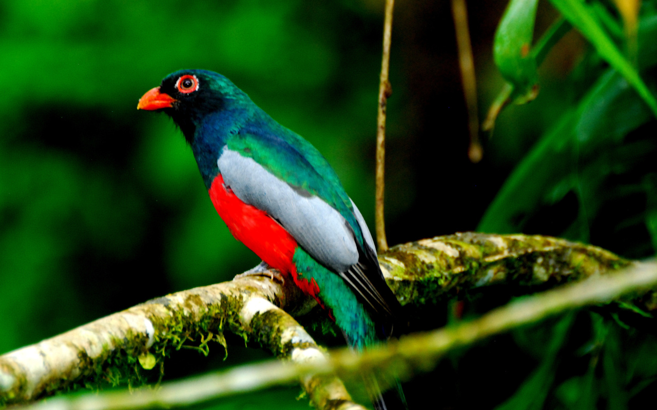 Захватывающие дух страна Коста-Рика