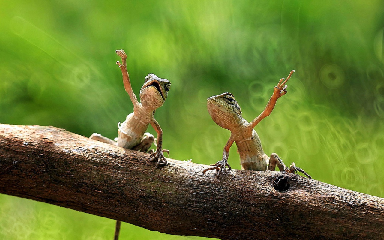 Пара лягушек на дереве