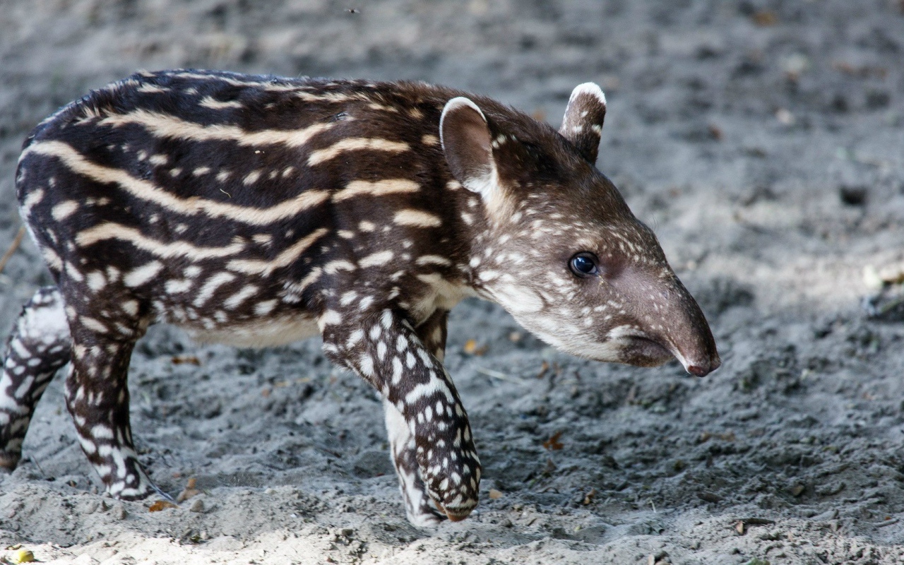 Животное пятнистый тапир