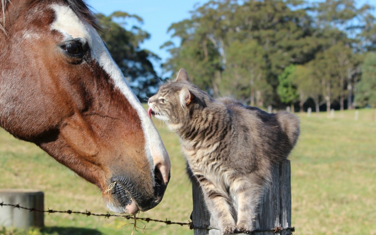 Кот и лошадь