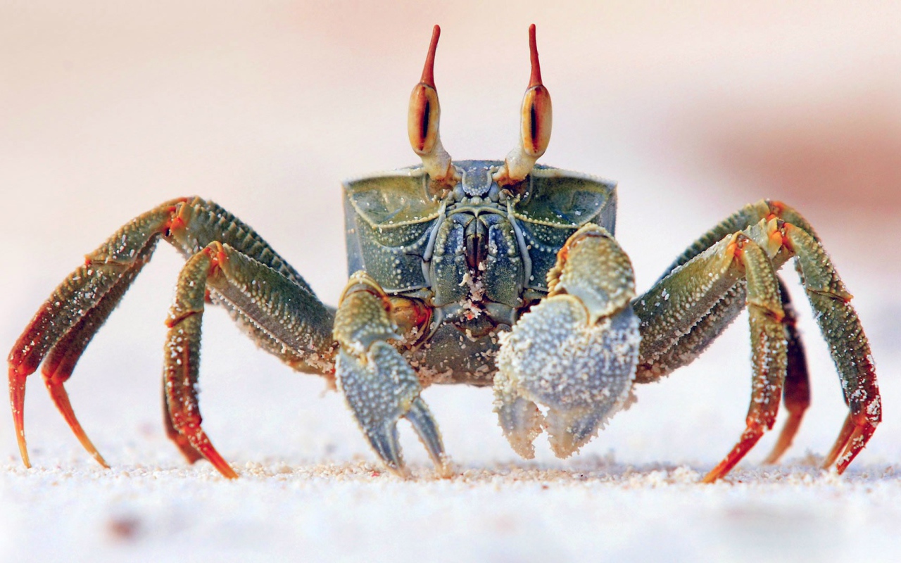 Краб идет по песку