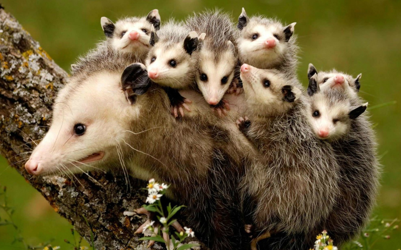 Детёныши опоссума держатся за спину своей мамы